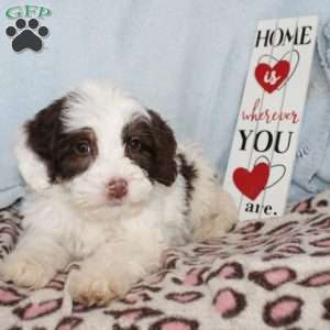 Daisy, Mini Bernedoodle Puppy