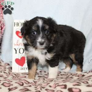 Twila, Miniature Australian Shepherd Puppy