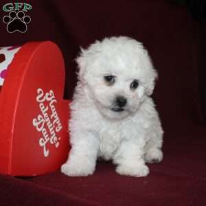 Cookies, Bichon Frise Puppy