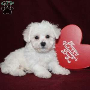 Cooper, Bichon Frise Puppy