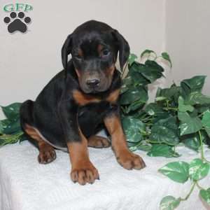 Lonnie, Doberman Pinscher Puppy