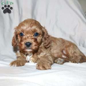 Frank, Cavapoo Puppy