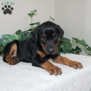 Lindsey, Doberman Pinscher Puppy