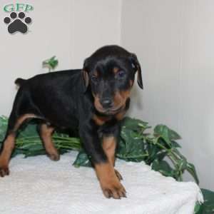 Larry, Doberman Pinscher Puppy