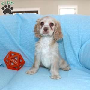 Dancer, Cocker Spaniel Puppy