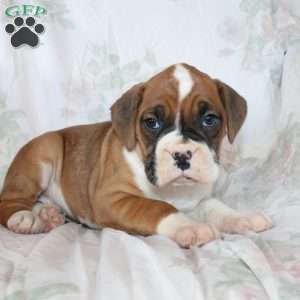 Beauty, Boxer Puppy