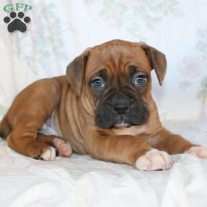 Ben, Boxer Puppy