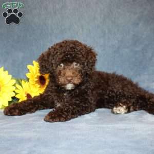 Brownie, Toy Poodle Puppy