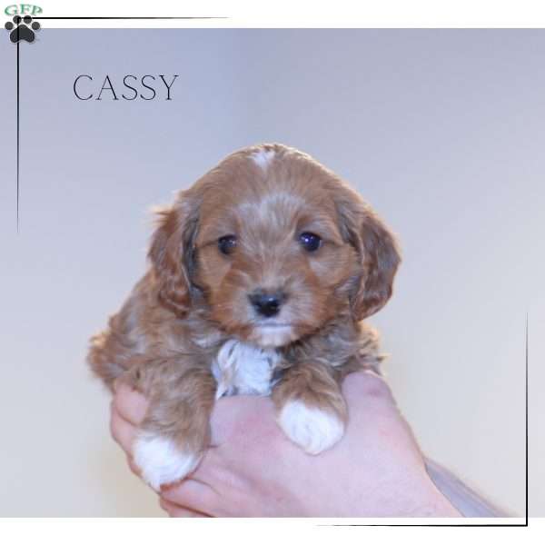 Cassy, Cavapoo Puppy