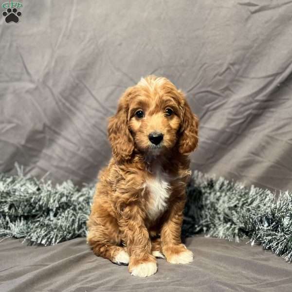 Dakota, Mini Goldendoodle Puppy