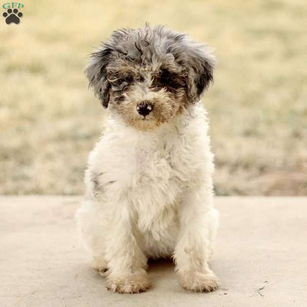 Tara, Mini Sheepadoodle Puppy