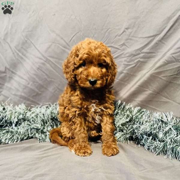 Marshall, Mini Goldendoodle Puppy