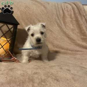 Slater, West Highland Terrier Puppy