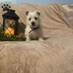 Sadie, West Highland Terrier Puppy