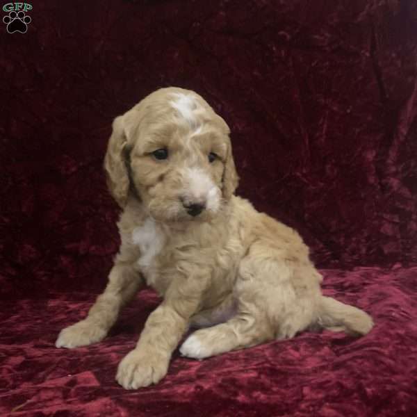 Shawn, Mini Goldendoodle Puppy