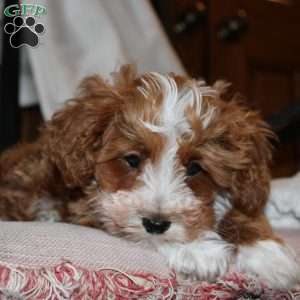 Timothy, Mini Goldendoodle Puppy