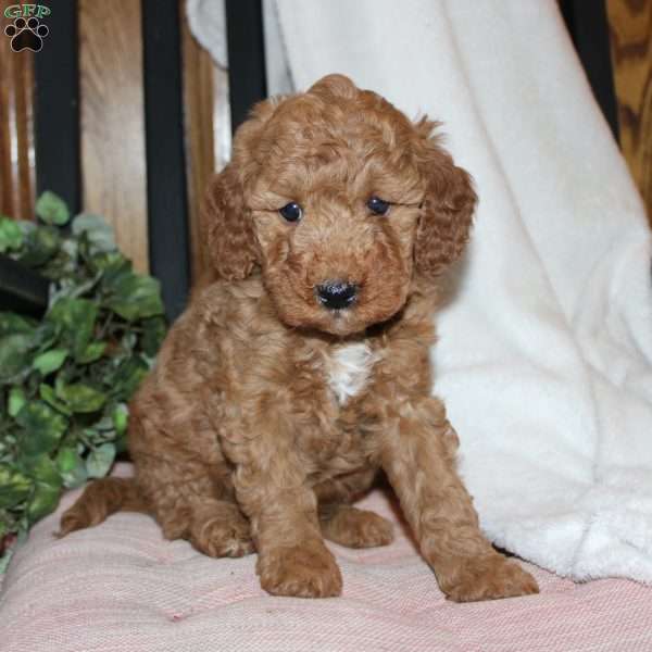 Laura, Mini Goldendoodle Puppy