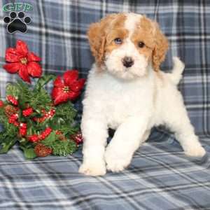 Sprinkles, Mini Goldendoodle Puppy