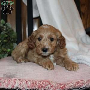 Lilly, Mini Goldendoodle Puppy