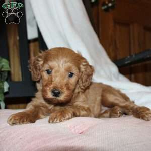 Lindsey, Mini Goldendoodle Puppy