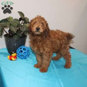 Allen, Mini Whoodle Puppy