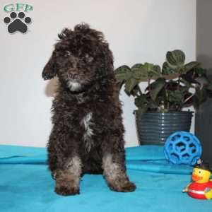 Kendra, Mini Labradoodle Puppy