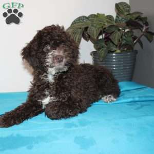 Kat, Mini Labradoodle Puppy