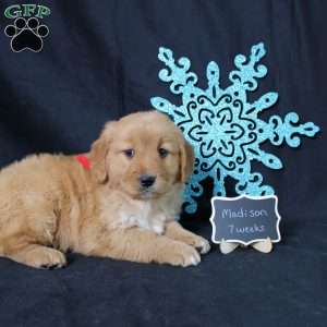 Madison, Miniature Golden Retriever Puppy