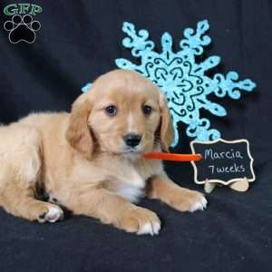 Marcia, Miniature Golden Retriever Puppy