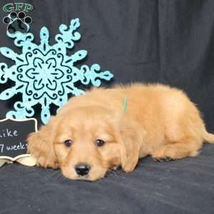 Mike, Miniature Golden Retriever Puppy