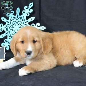 Monroe, Miniature Golden Retriever Puppy