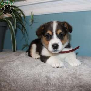 Brooklyn, Pembroke Welsh Corgi Puppy