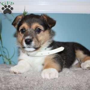 Brinley, Pembroke Welsh Corgi Puppy