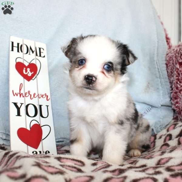 Lacy, Miniature Australian Shepherd Puppy