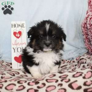 Larry, Miniature Australian Shepherd Puppy