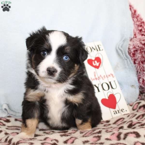 Trixie, Miniature Australian Shepherd Puppy