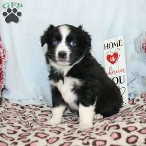 Tracy, Miniature Australian Shepherd Puppy