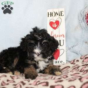 Joy, Mini Bernedoodle Puppy