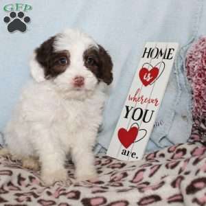 Daisy, Mini Bernedoodle Puppy