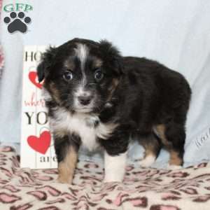 Twila, Miniature Australian Shepherd Puppy