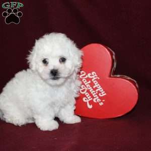 Cookies, Bichon Frise Puppy