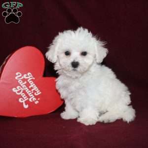 Cooper, Bichon Frise Puppy