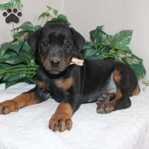 Logan, Doberman Pinscher Puppy