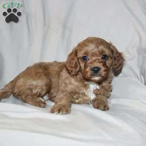 Frank, Cavapoo Puppy