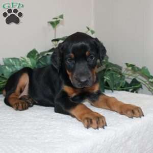 Lindsey, Doberman Pinscher Puppy