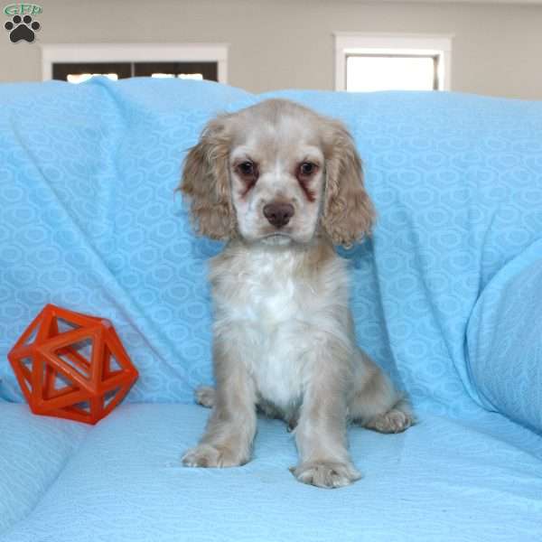 Dancer, Cocker Spaniel Puppy