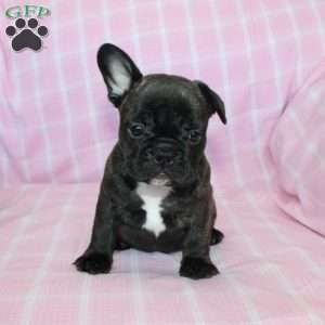 Sheila, French Bulldog Puppy