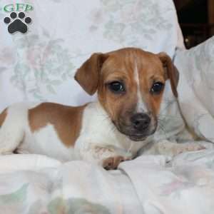 Danny, Jack Russell Mix Puppy