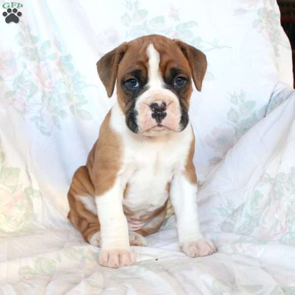 Buddy, Boxer Puppy