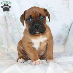 Ben, Boxer Puppy